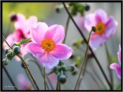 Kwiat, Zawilec Japoński, Różowy